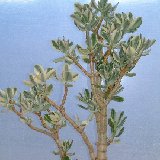 Crassula argentea variegata (available 10.5cm and 12cm Ø)